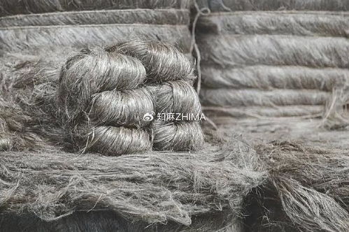 知訊024 2024年歐洲亞麻收成前景樂觀，利好針紡織品產業